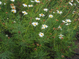 Image of Argyranthemum frutescens subsp. frutescens