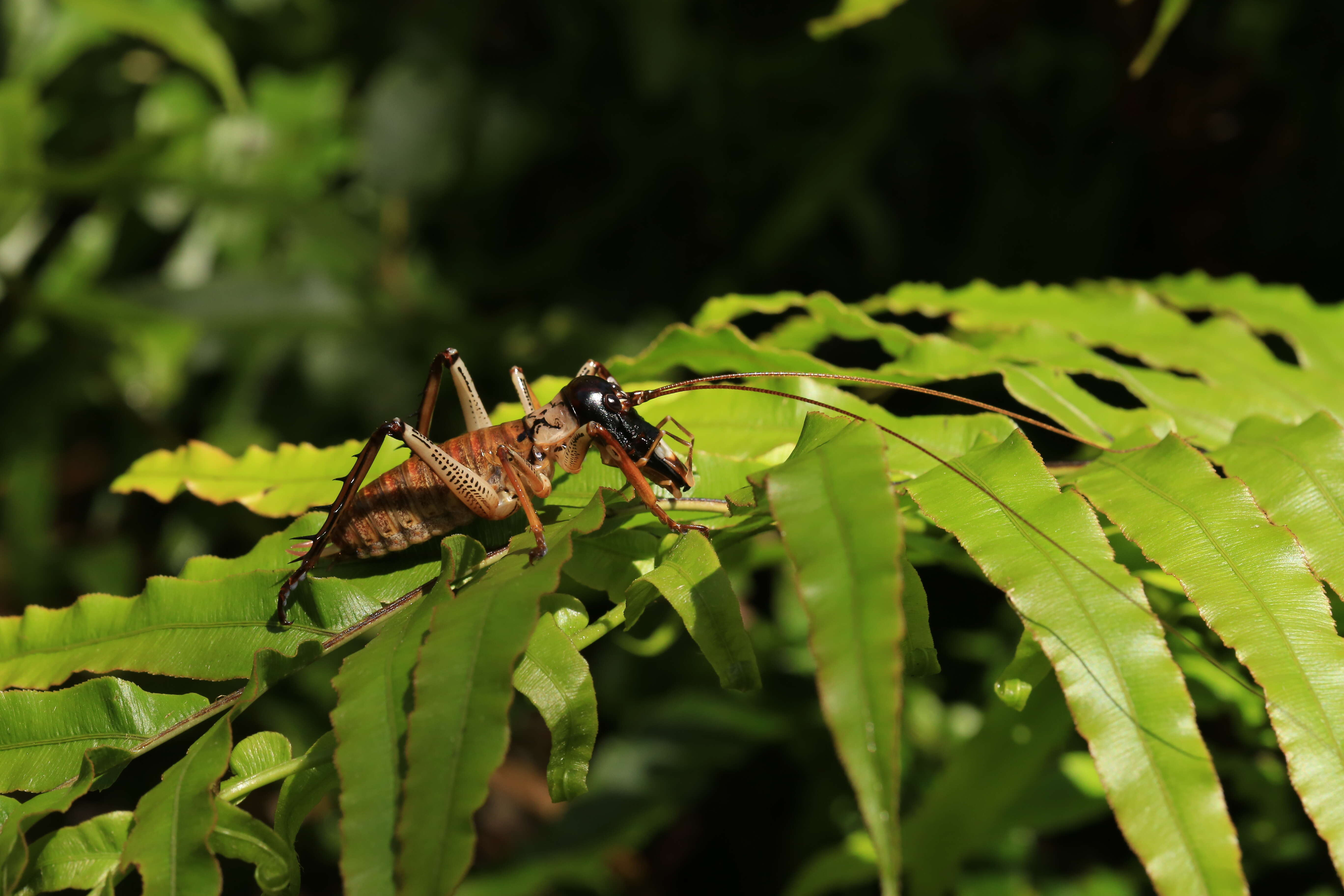 Image of Auckland tree weta