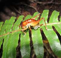 Image of Hemiandrus electra Taylor Smith, Morgan-Richards & Trewick 2013