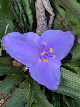 Image of Tharp's spiderwort