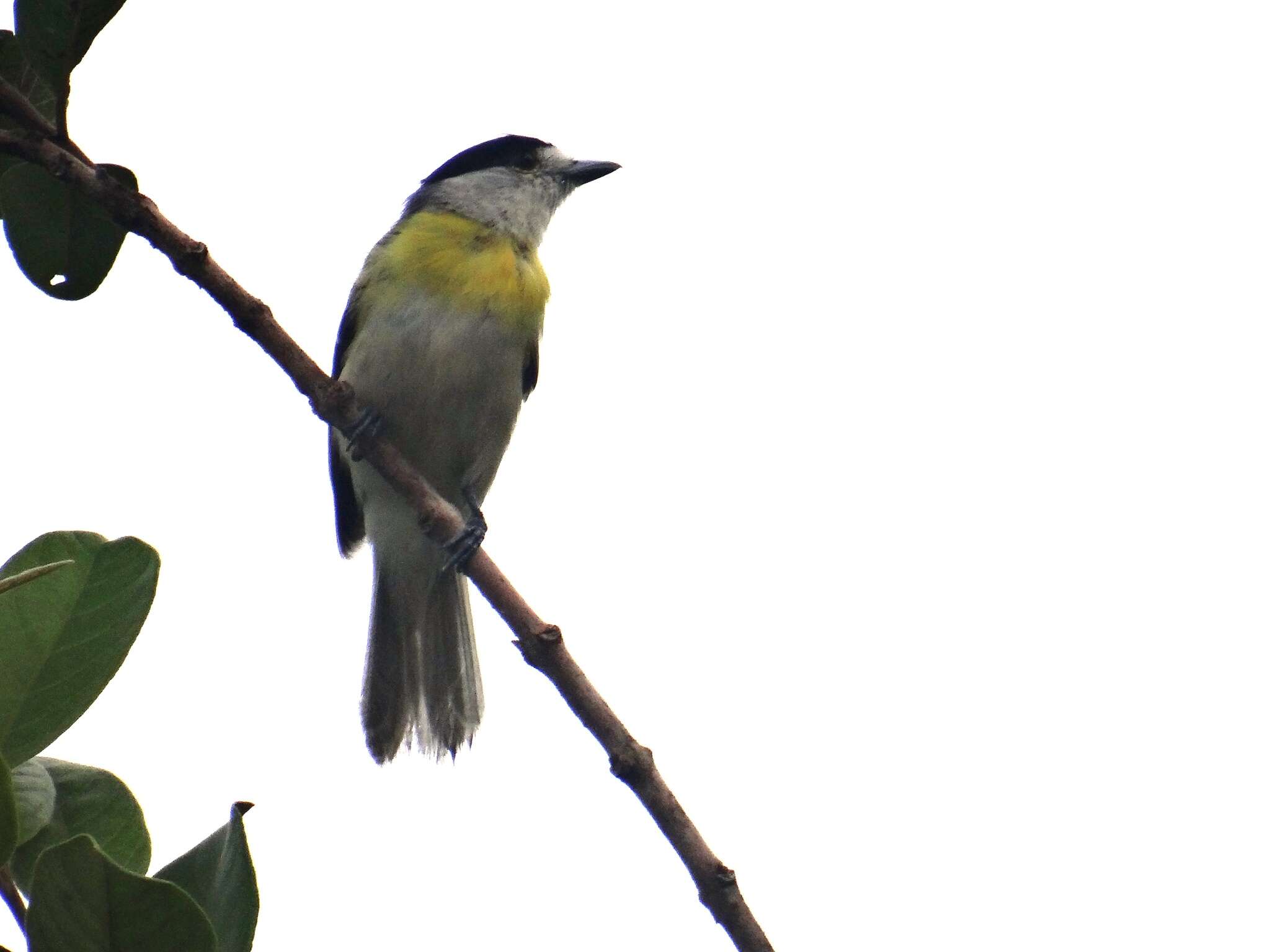 Image of Green-backed Becard