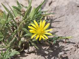 Image of Hirpicium gorterioides subsp. gorterioides