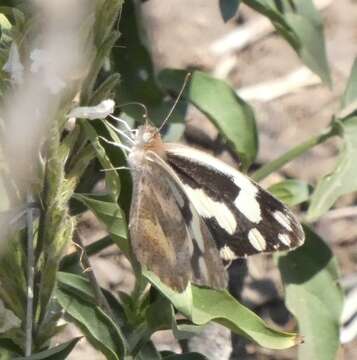 Слика од Pinacopteryx eriphia (Godart (1819))