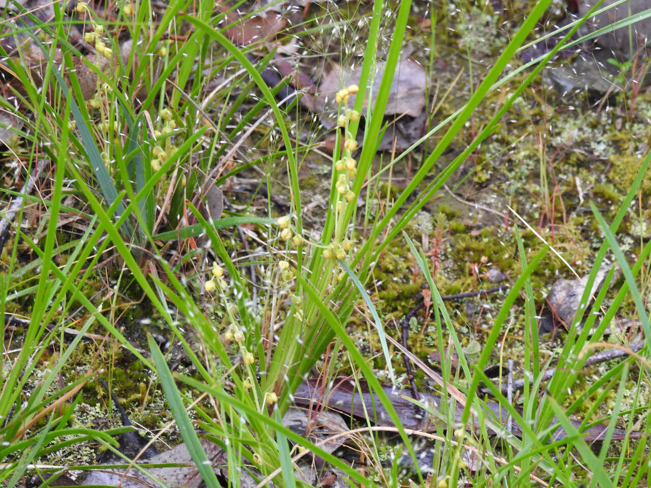 Image of Lomandra filiformis subsp. coriacea A. T. Lee