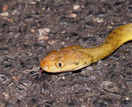 Image of Brown tree snake