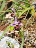 Image of Ophrys argolica subsp. biscutella (O. Danesch & E. Danesch) Kreutz