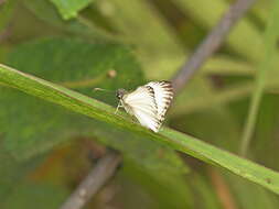 Image of Heliopetes macaira orbigera Mabille 1888