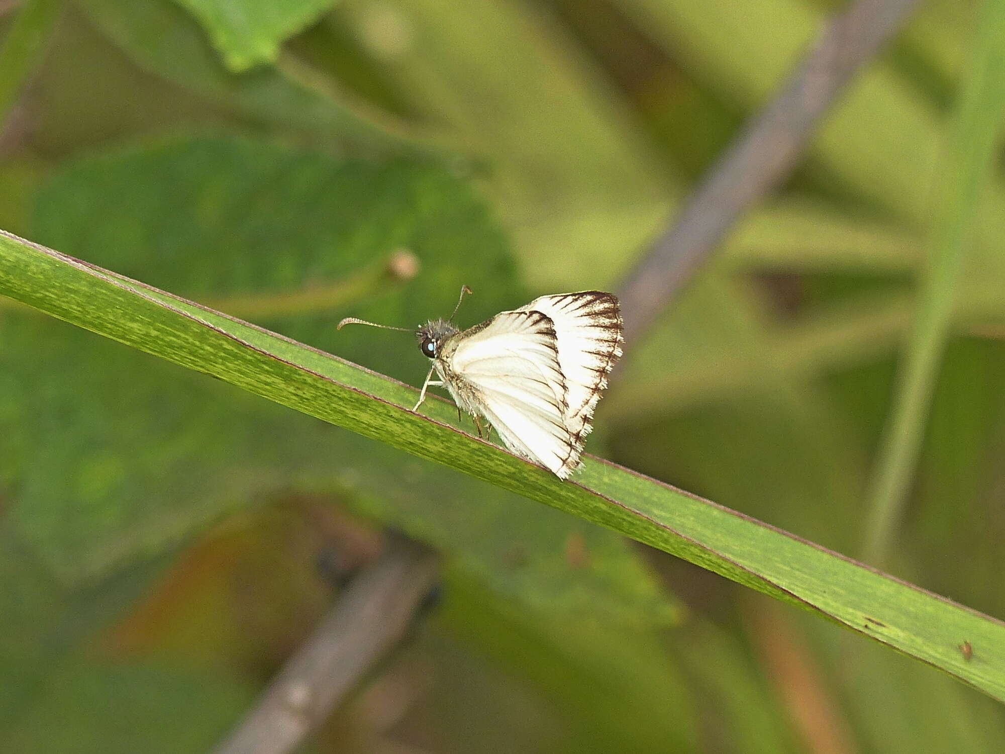 Image of Heliopetes macaira orbigera Mabille 1888