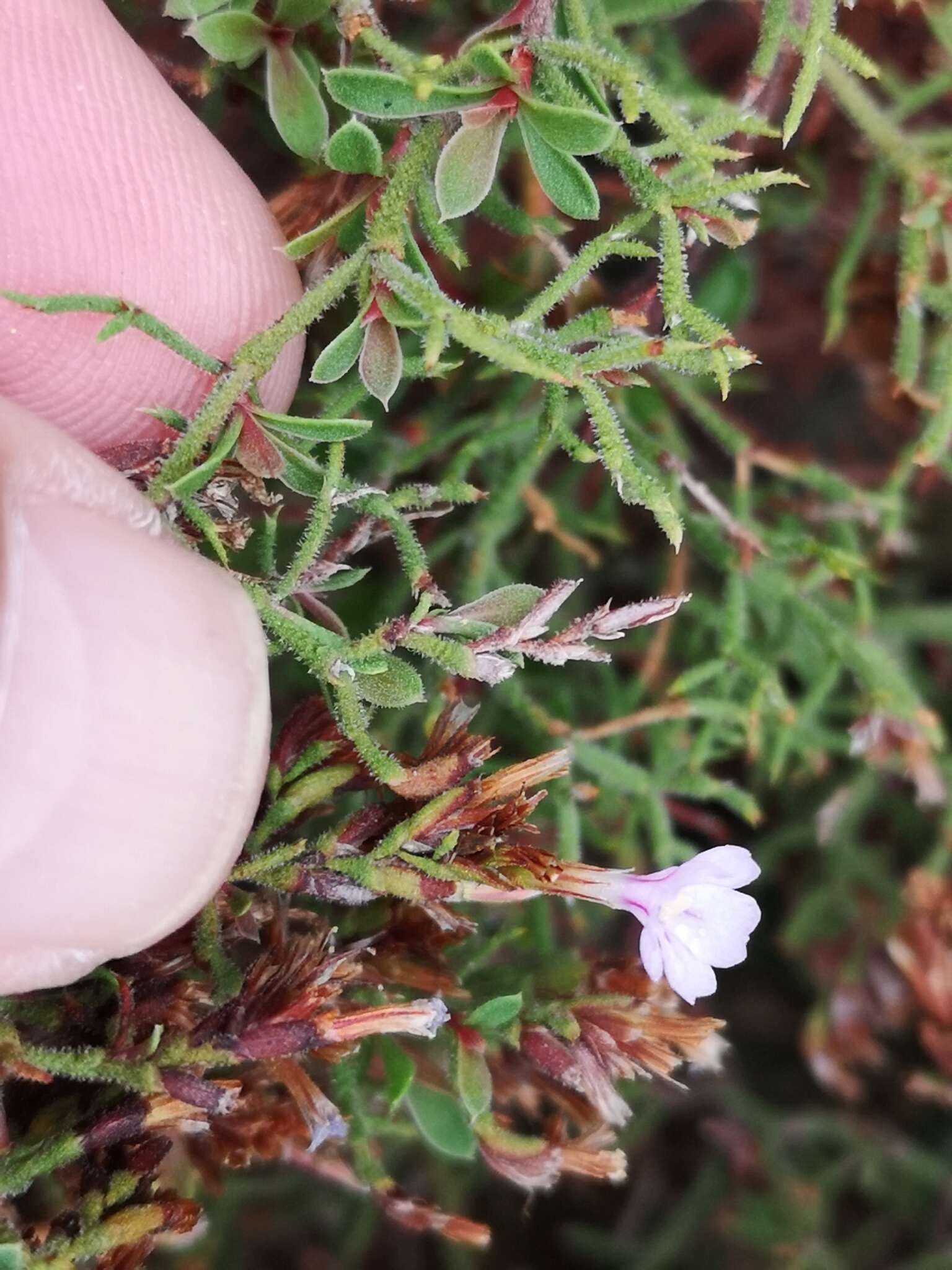 Image of Frankenia repens (Bergius) Fourc.