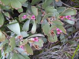 Imagem de Adenanthos cuneatus Labill.