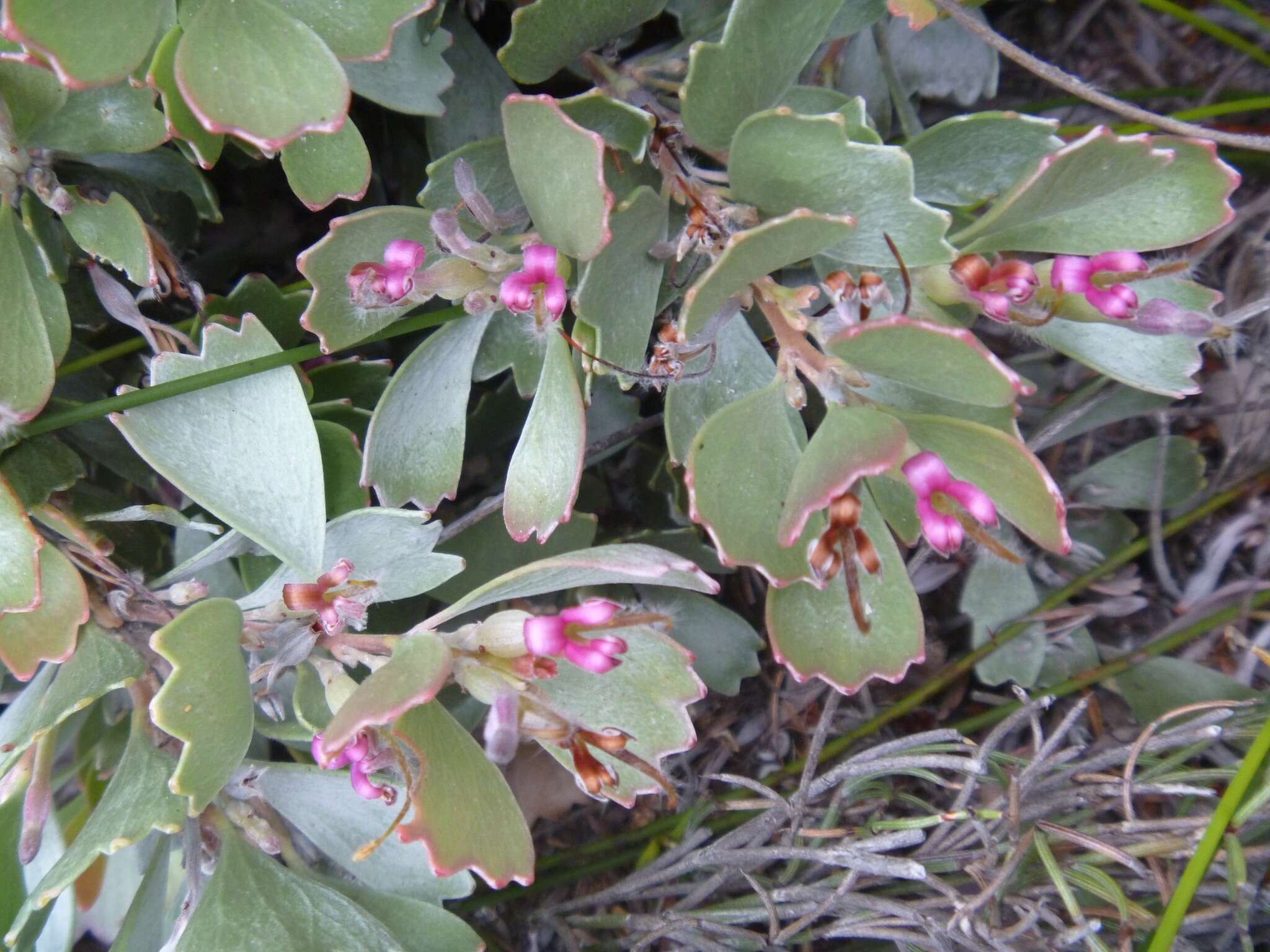 Imagem de Adenanthos cuneatus Labill.