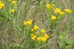 Image of Northern Amber Bumble Bee