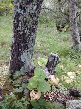 Image of Valeriana alliariifolia Adams