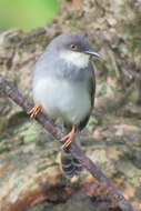 Image of Grey-breasted Prinia