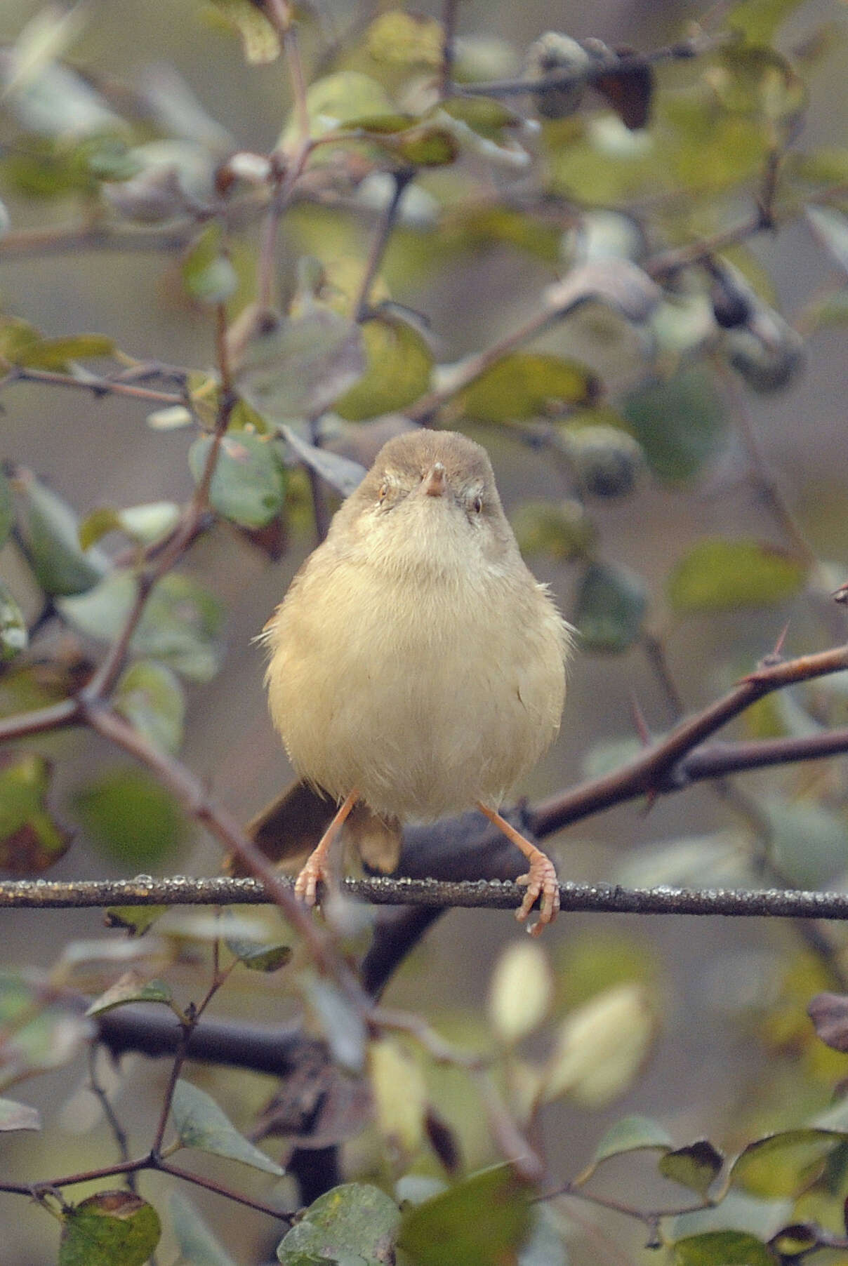 Image of Jungle Prinia