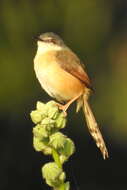 Image of Ashy Prinia