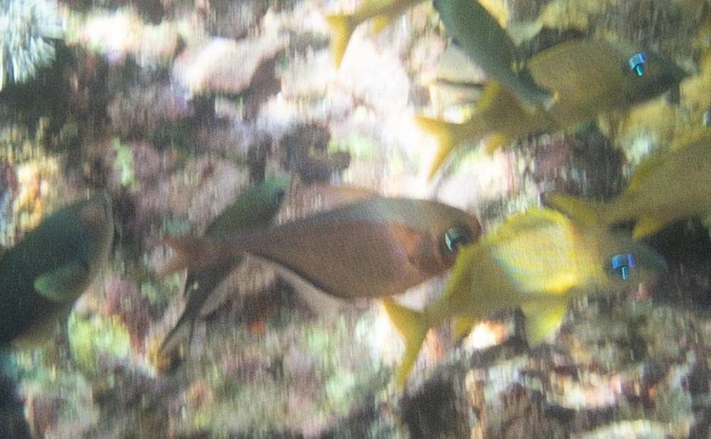 Image of Copper sweeper