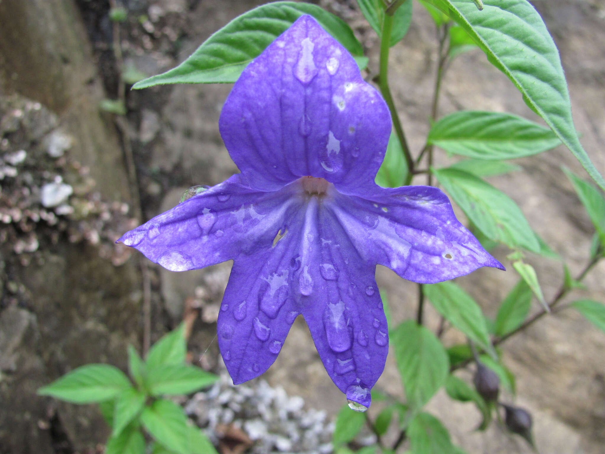 Image of Browallia speciosa Hook.