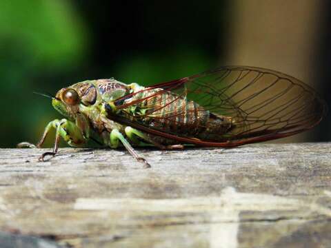 Image of chorus cicada