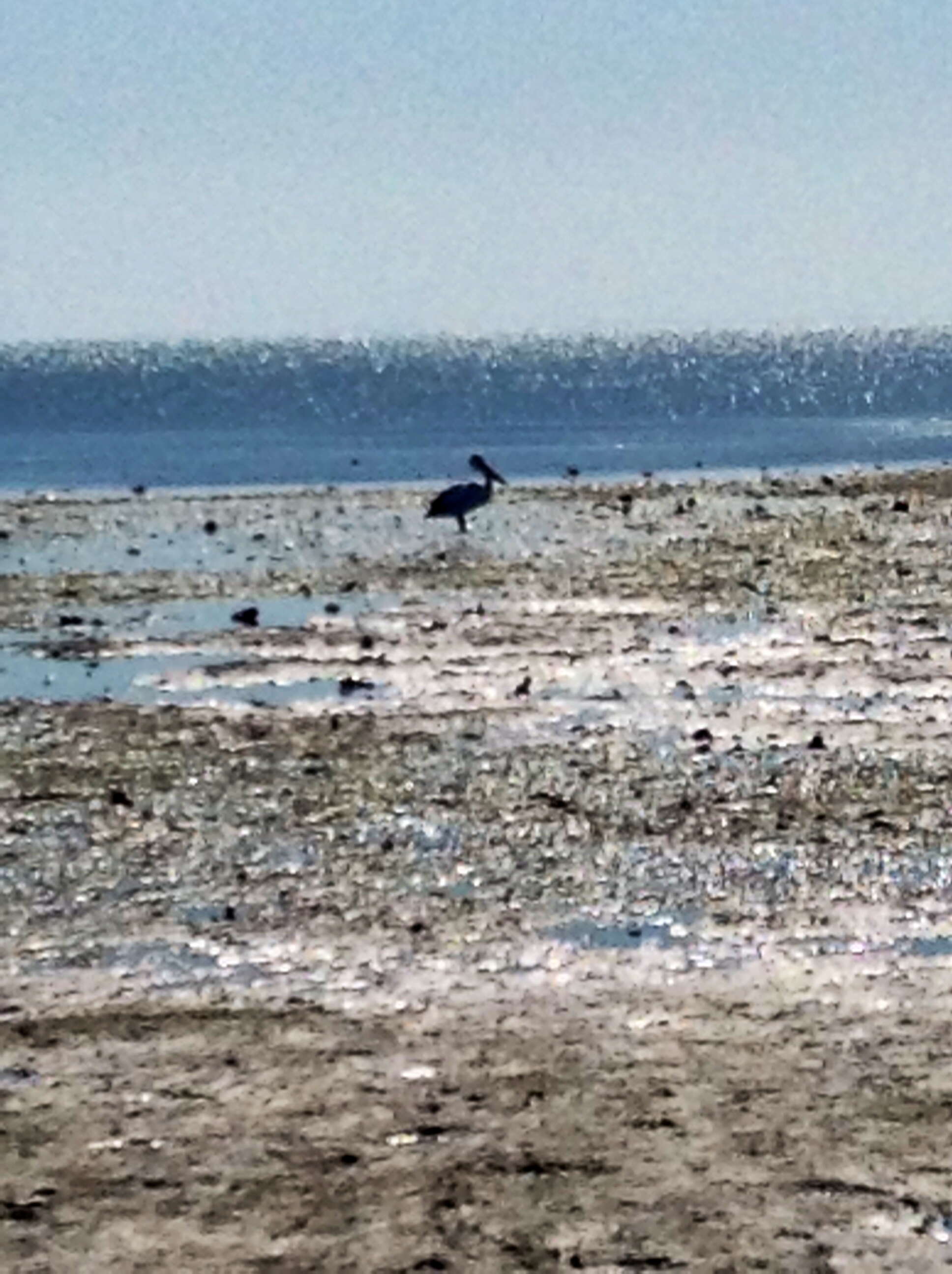 Image of Australian Pelican