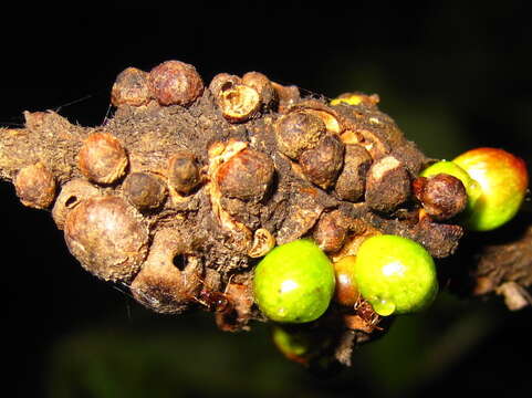 <i>Andricus hakonensis</i>的圖片