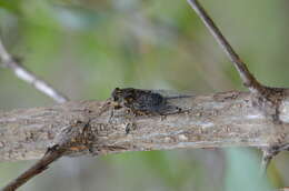 Amphipsalta zelandica (Boisduval 1835)的圖片