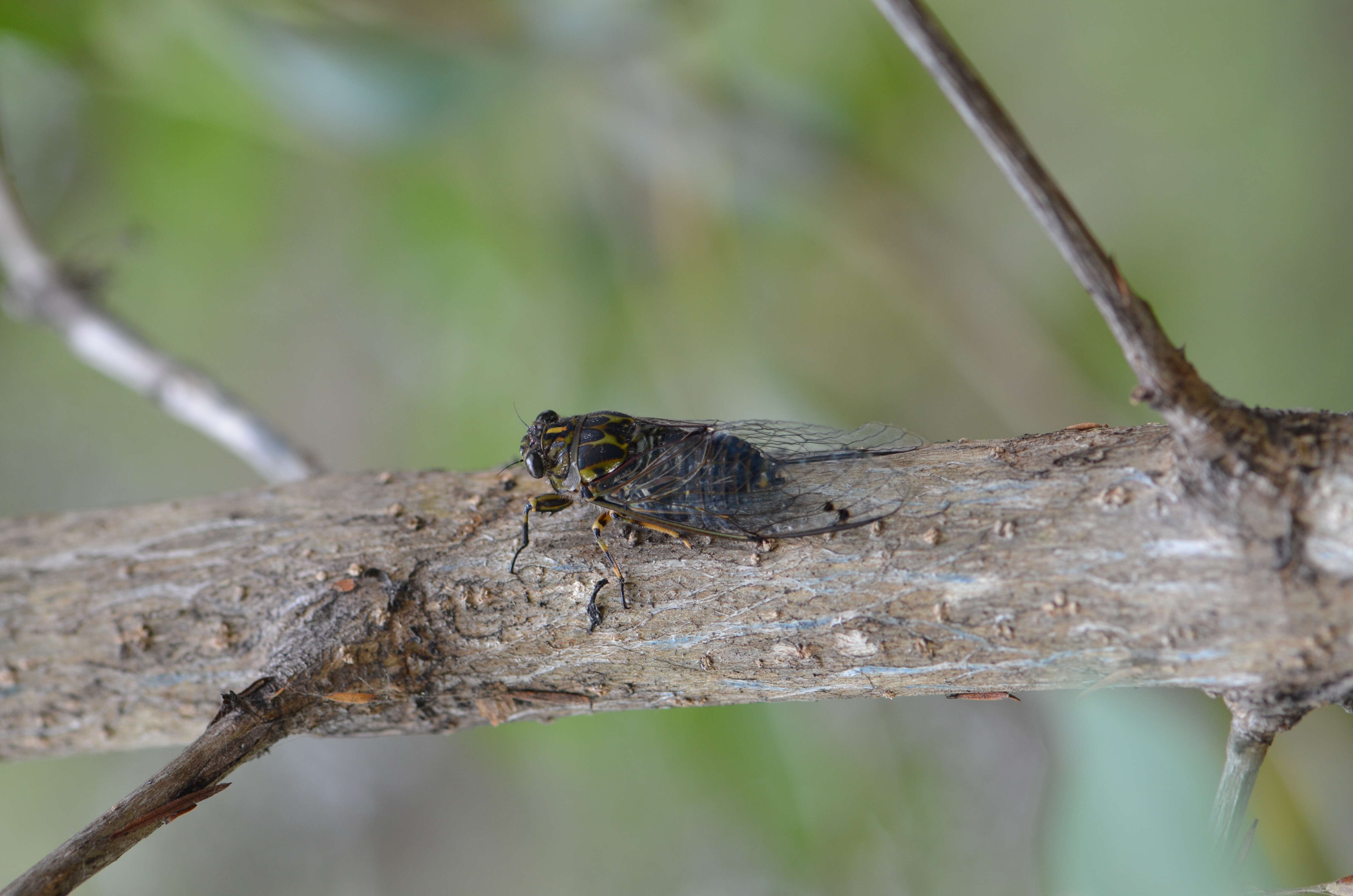 Amphipsalta zelandica (Boisduval 1835)的圖片