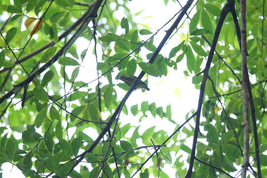 Image of Yellow-breasted Flowerpecker