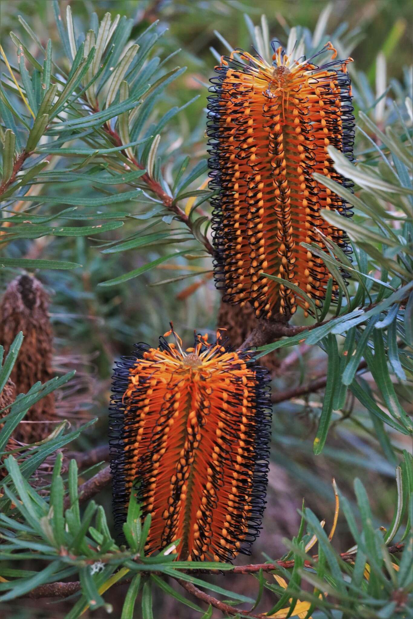 Image of Banksia neoanglica (A. S. George) Stimpson & J. J. Bruhl