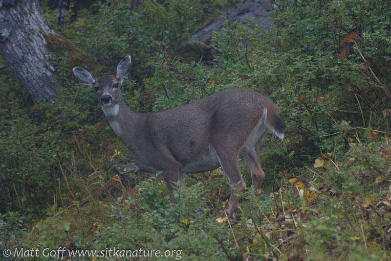 Image of Odocoileus hemionus sitkensis Merriam 1898