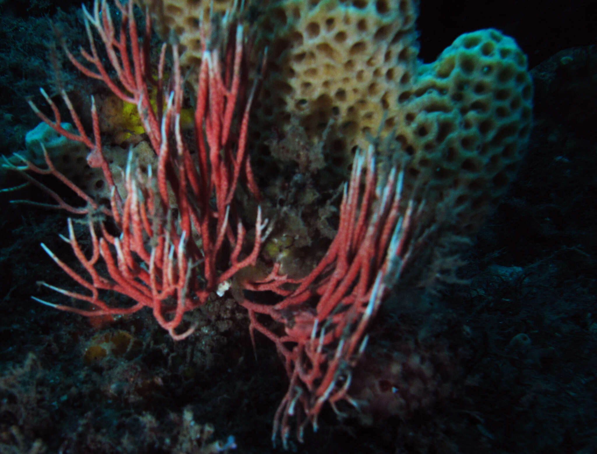 Image of Sphaerokodisis australis (Thomson & Mackinnon 1911)