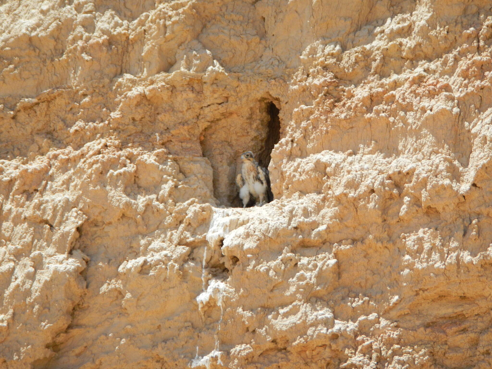 Image of Prairie Falcon