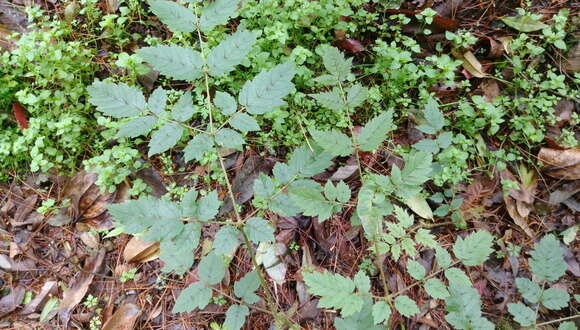 Aralia decaisneana Hance resmi