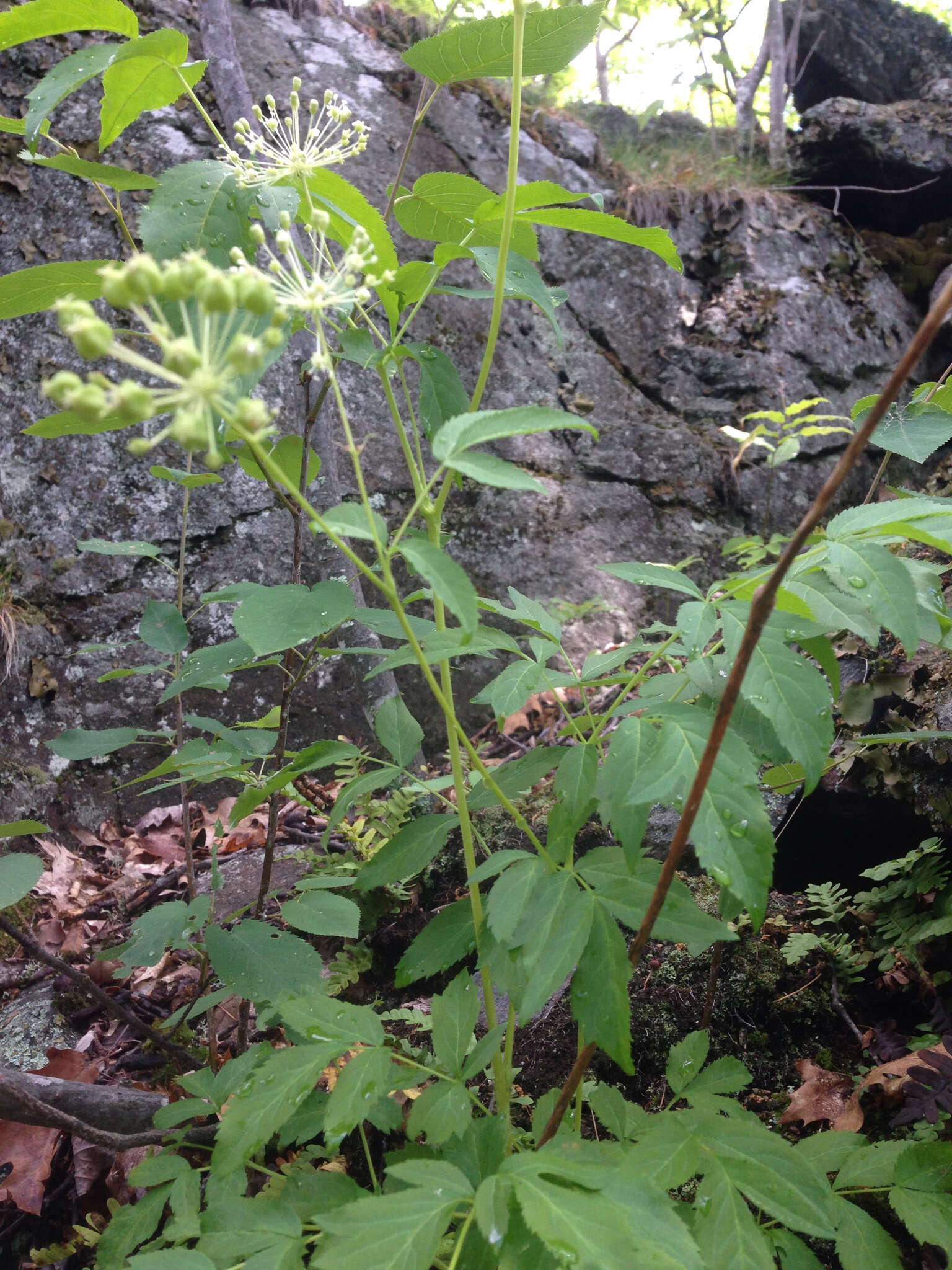 Image of bristly sarsaparilla