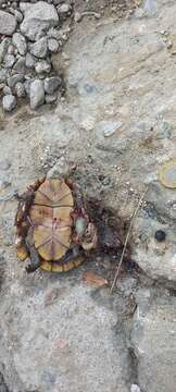 Image of Oaxaca Mud Turtle