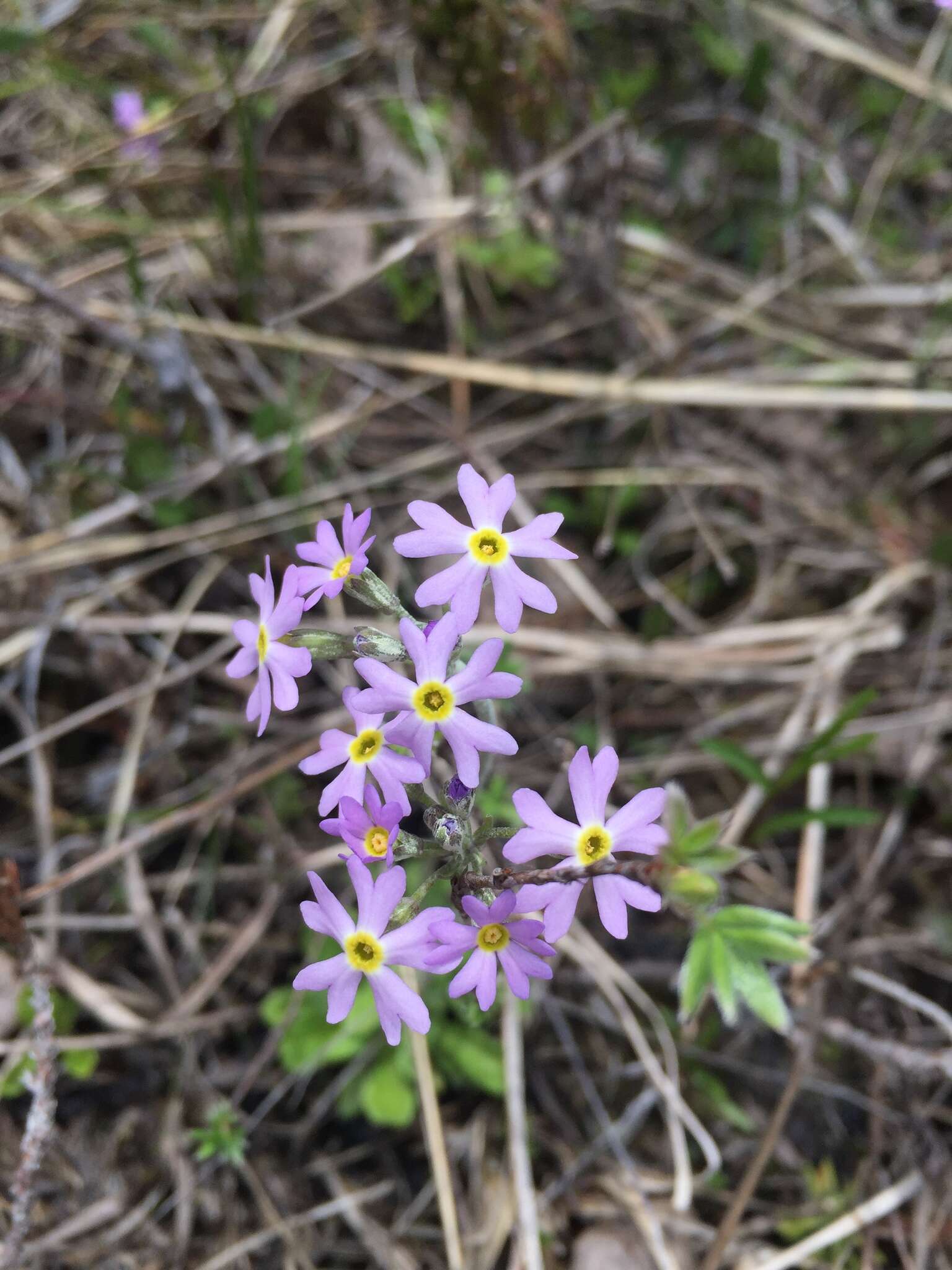 Imagem de Primula mistassinica Michx.