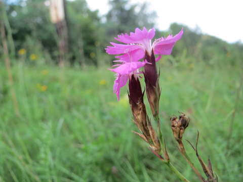 Image of carthusian pink