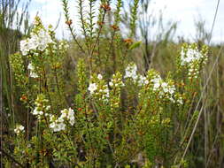 Image of Epacris pauciflora A. Rich.