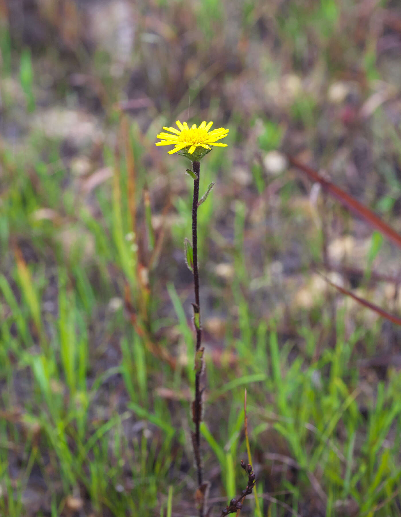 Image of Inula ciliaris (Miq.) Matsum.