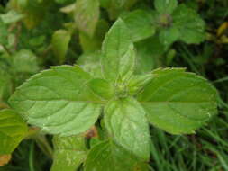 Image of Water Mint