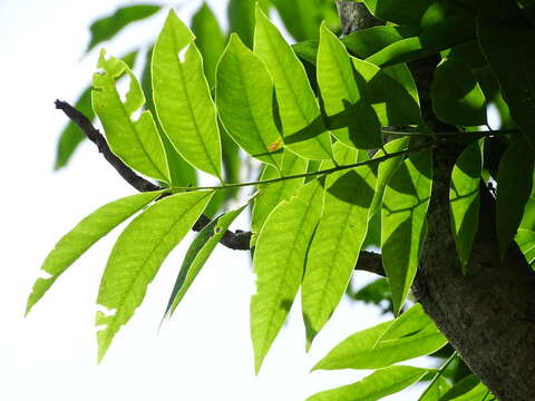 Image of Chinese soapberry