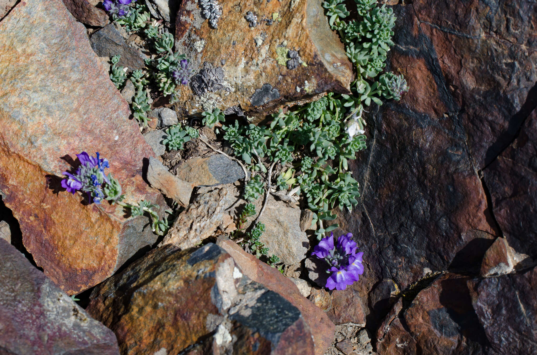 Image of Linaria alpina subsp. alpina