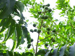 Image of Chinese soapberry