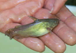 Image of Black Bullhead