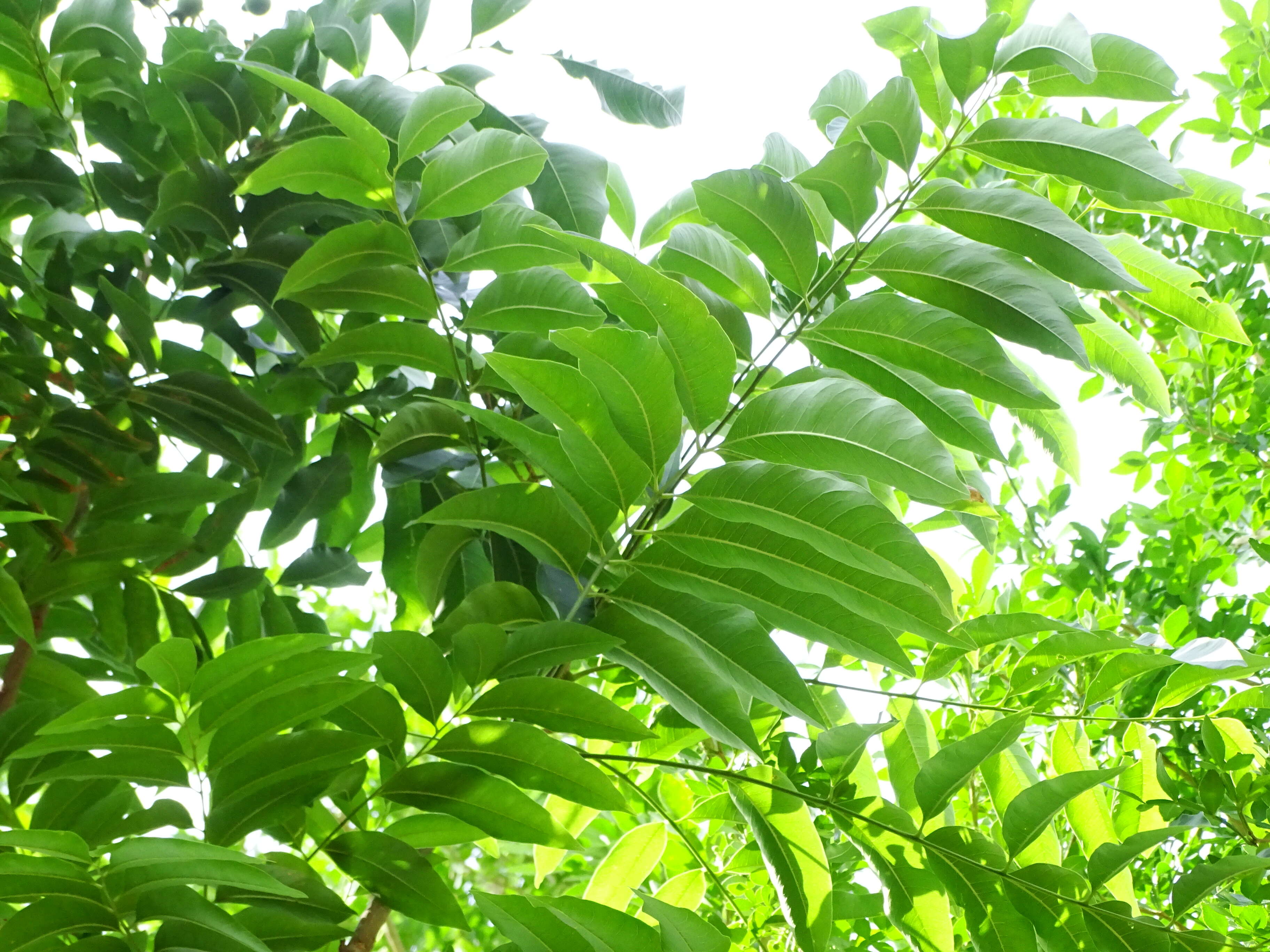 Image of Chinese soapberry