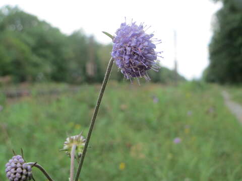 Image of Devil’s Bit Scabious