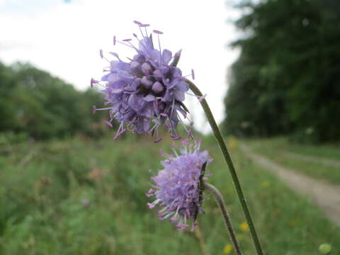 Image of Devil’s Bit Scabious