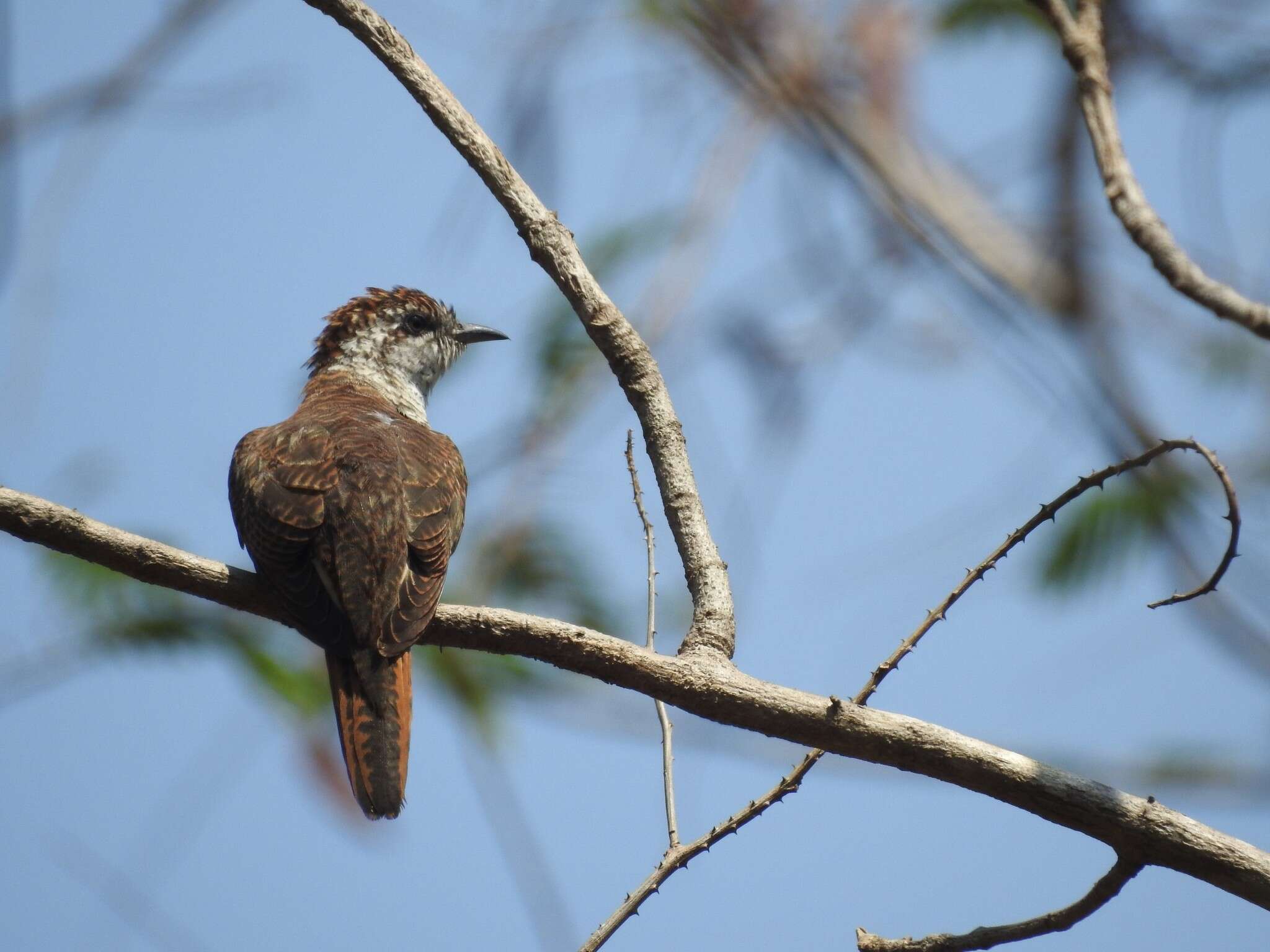 Image of Banded Bay Cuckoo