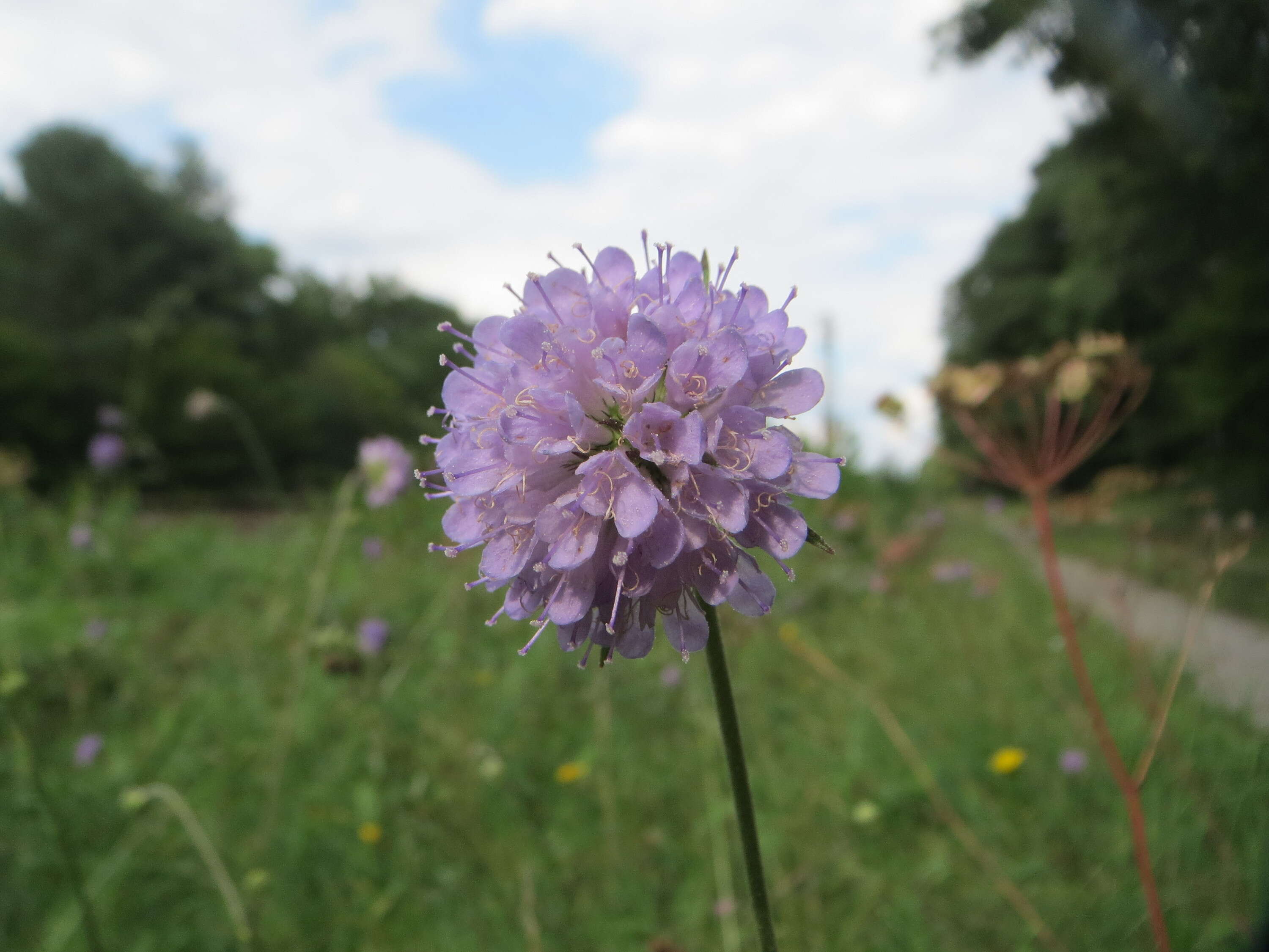 Image of Devil’s Bit Scabious