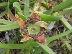 Image of Carpobrotus deliciosus (L. Bol.) L. Bol.